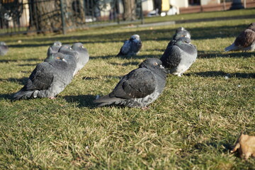 pigeons in the park