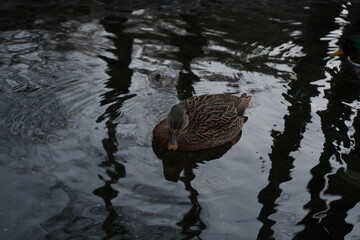 duck on the water