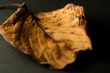 枯れ葉（黒バック）