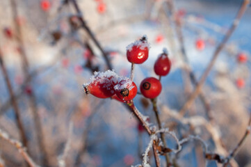 red berries under the snow on a Bush