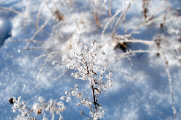 twigs under the snow on the Bush