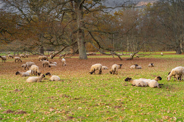 Flock of black-headed sheep on an autumn pasture