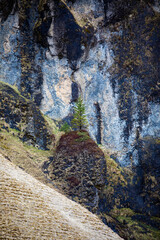 A lonely tree on a mountain in Iceland