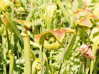 Sarracenia flava | Yellow pitcher plant or golden trumpet. Flowers with erect lids and dangling...