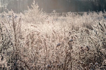 twigs under the snow on the Bush
