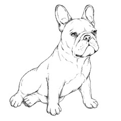 Cute sitting french bulldog sketch. Vector illustration in hand drawn style