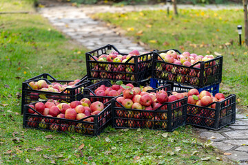 Organic ripe red apples in plastic boxes. Fall harvest cornucopia in autumn season. Fresh fruit on...