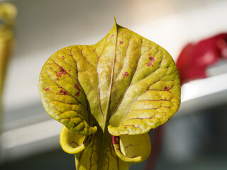 Sarracenia purpurea | Detail of leaf blade of yellow pitcher plant arranged in rosette green with...