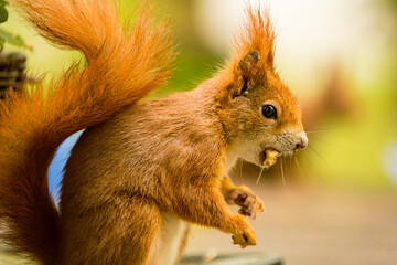 Naklejka na ściany i meble Squirrel with nut in mouth portrait