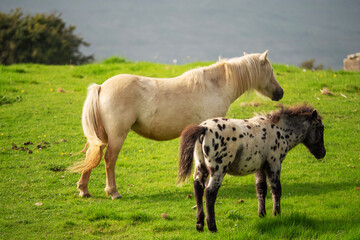 White horse with beautiful spotted coat foal in a green meadow.