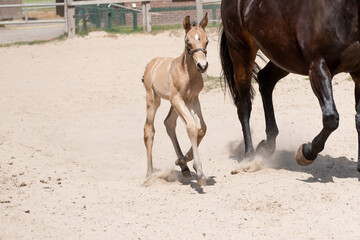 Newborn foal trot with mother in the sand. A natural green background
