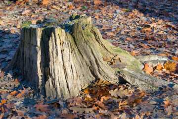 old tree stump in oak forest