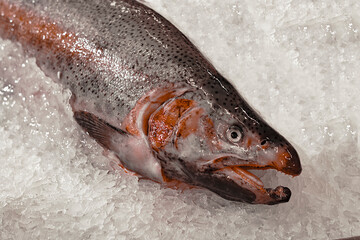 Male pink salmon on ice in supermarket. Front and top view. Humpback nose and predatory fish teeth