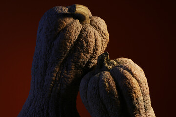 Zucche,  composizione su fondo scuro