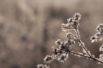 twigs under the snow on the Bush