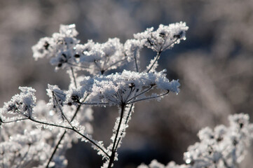 twigs under the snow on the Bush