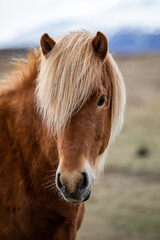 A portrait of a blonde Icelandic horse