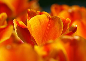 Eine wunderschöne Tulpe orange - gelb im Sonnenlicht - Close-up