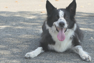 Fototapeta premium perro border collie posando