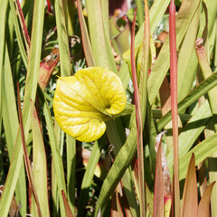 Sarracenia flava | Flowers of Yellow pitcher plant or golden trumpet