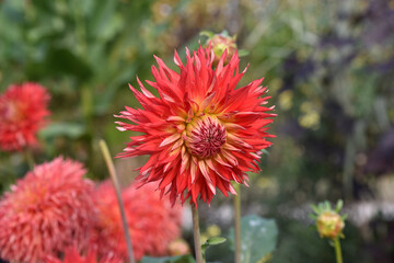 Dahlia rouge au jardin en &eacute;t&eacute;