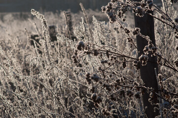 twigs under the snow on the Bush