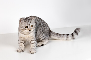 Portrait of Scottish straight kitten on white background