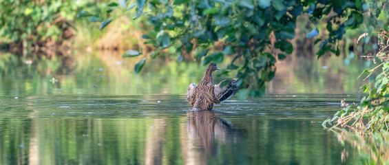Female mallard duck. Panorama, waterdrops on beak. Wet duck with reflection in green water. Long cover or social media