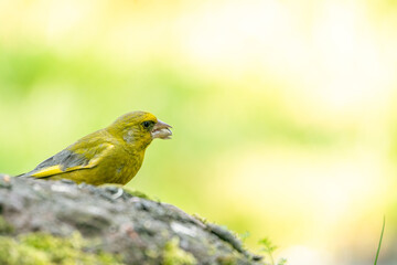 A greenfinch sitting on a stone chewing a seed. In side view. Against a blurred background