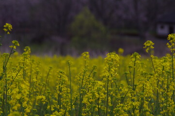 Fototapeta na wymiar 金色の野原の様な春の菜の花
