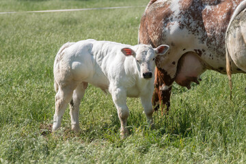 A white calf stands in the pasture next to its mother,looking curiously at the camera