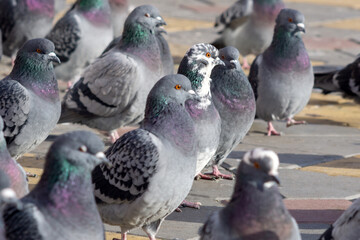 Crowd of pigeon on the walking street lots of birds. Selective focus