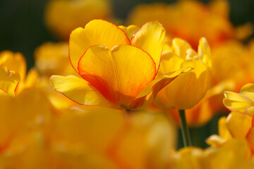 Eine wunderschöne Tulpe in einem Tulpenbeet - gelb orange - im Sonnenlicht im Closeup