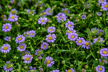 Obraz premium Purple daisies flower with water droplets in garden field.