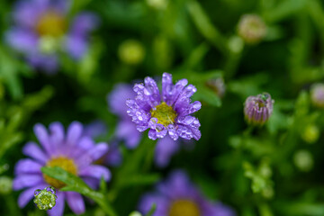 Purple daisies flower with water droplets in garden field.