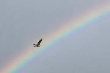 Gray heron flies in front of a beautifully colored rainbow. Spread wings