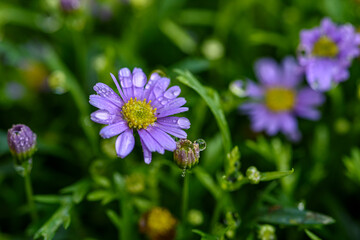 Purple daisies flower with water droplets in garden field.