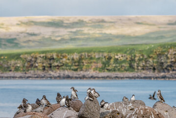 Least Auklets (Aethia pusilla) at colony in St. George Island, Pribilof Islands, Alaska, USA