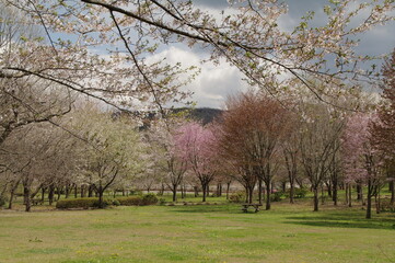春の野原に咲く桜の花
