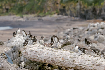 Least Auklets (Aethia pusilla) at colony in St. George Island, Pribilof Islands, Alaska, USA