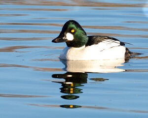 A drake Common Goldeneye swims in a pond on the Colorado prairie.
