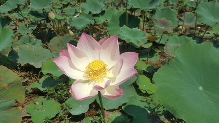 Cambodia. Farmers grow lotus flowers in fields with water. 