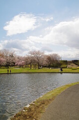Fototapeta premium 水辺沿いに咲く桜の木々