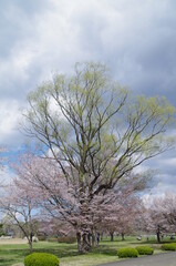 春の終わりの桜と空
