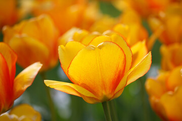 Eine wunderschöne Tulpe in einem Tulpenbeet - gelb orange - im Sonnenlicht im Closeup