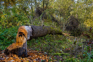Autumnal atmosphere in the forest along the River Isar in Ismaning, Munich, Bavaria in Germany