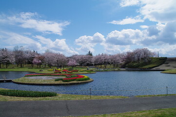Fototapeta premium 青空と青い水面、ピンクのサクラの花弁