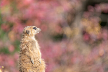 立つミーアキャット