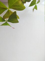 Oxalis triangularis in home garden.Green plant on white background, copy space