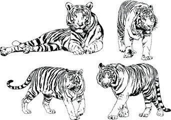 Fototapeta na wymiar a set of vector drawings of various predators , tigers and lions, drawn in ink by hand, realistic for the logo 